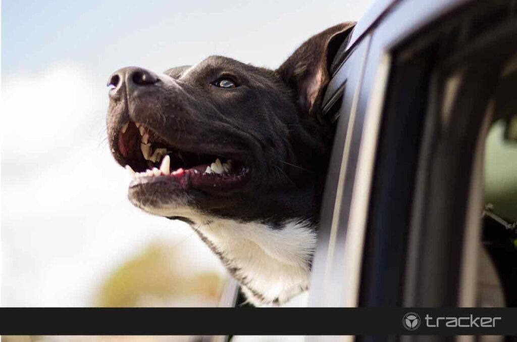 Transporte de animais
