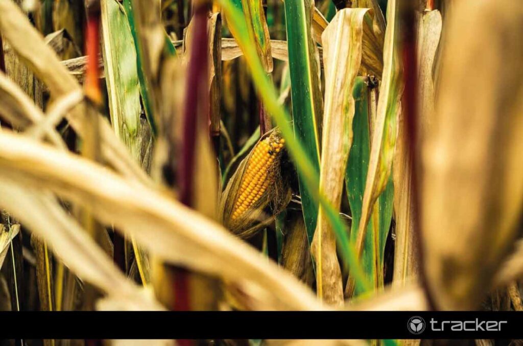 Transporte de grãos