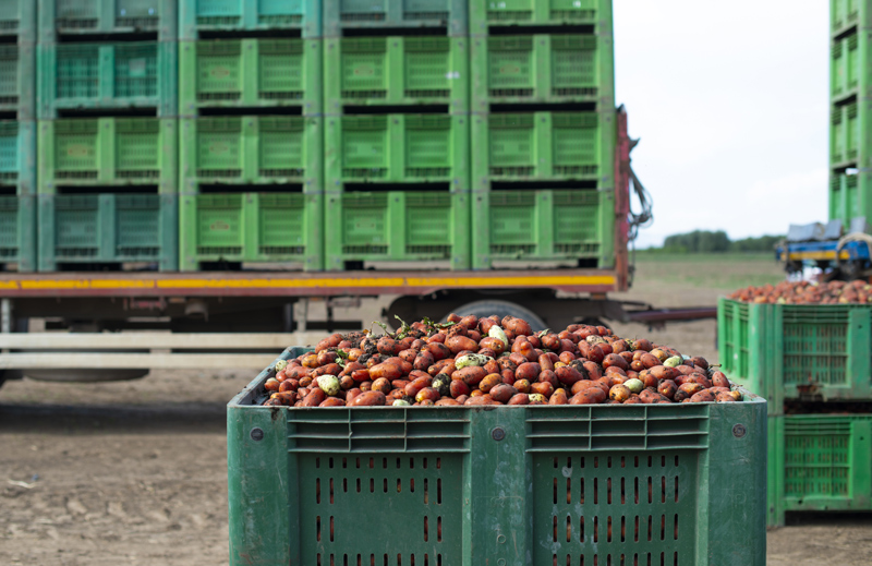 Cesta  com legumes, transporte feito pelo setor do agro.